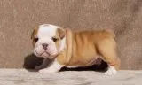 Cute english bulldog puppies for sale