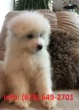Fabfg samoyed puppies for sale