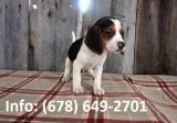 Rejm beagle puppies for sale