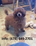 Pkhe mini/toy poodle puppies