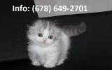 Gndeh munchkin kittens for sale