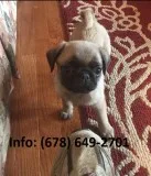 Jduy pug puppies for sale