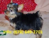 Doje yorkshire terrier puppies for sale