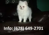 Wyem pomeranian puppies for sale