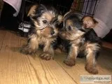 Absolutely healthy yorkie puppies