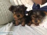 Beautiful miniature yorkie puppies