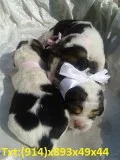 Beautifull black and white pomeranian pu