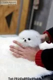 Lovable teacup pomeranian pup ready to g