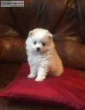 Blake and white teacup pomeranian pup lo