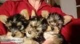 6 yorkshire terrier puppies for sale