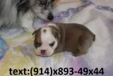 English bulldog pup searching for new ho