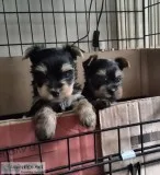 Outstanding akc teacup yorkshire puppies