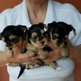 Male and female teacup yorkshire puppies