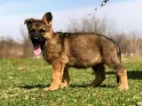 Trhrhhrrh gorgeous sable female availabl