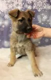 Jjfjjgjjgng gorgeous sable female availa