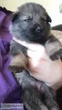 Jfyjfjyfiyf gorgeous sable female availa