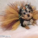 Cute t-cup yorkshire terrier pups