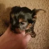 Healthy yorkie pups