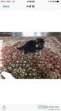 Jjjcjcjcn gorgeous sable female availabl