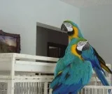 Dfhdhd blue and gold macaw