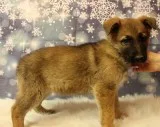 Hfjjfjnf gorgeous sable female available