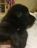 Jdhdhjfhf available german sheperd pups 