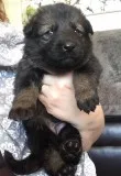 Xxxxhejd gorgeous sable female available