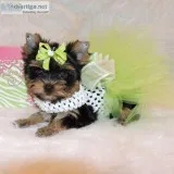 Nice and good looking yorkie puppies 