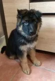 Gdujfkjf available german sheperd pups f