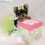 Gorgious male and female teacup yorkie p
