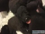 Wtdjtdjjtd available german sheperd pups