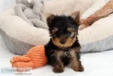 Beauty and well train teacup yorkie pups