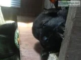 Jyrjtdjtddtj available german sheperd pu