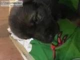 Xxxjjfjf available german sheperd pups f
