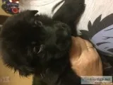 Jyrrrykti available german sheperd pups 