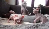 Remote trained sphynx kittens