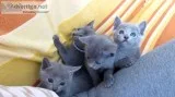 Remote trained russian blue kittens