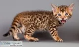 Remote trained bengal kittens