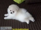 Teacup pomeramian pup available for new 