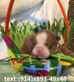 Cute chocolate brown english bulldog loo