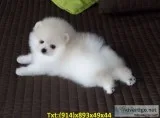 Pomeranian pup in search for new homes