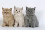 Remote trained british shorthair kittens
