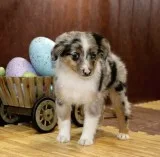 Mini aussie puppy for a new home