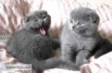 Remote trained scottish fold kittens
