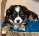 Rare mini red tri aussie puppy