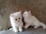 Remote trained persian kittens