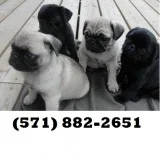 Thunder-force pug puppies