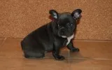 Top quality french bulldog pups ready no