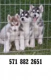Socialized siberian husky puppies