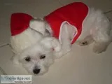 Georgeous maltese teacup pups